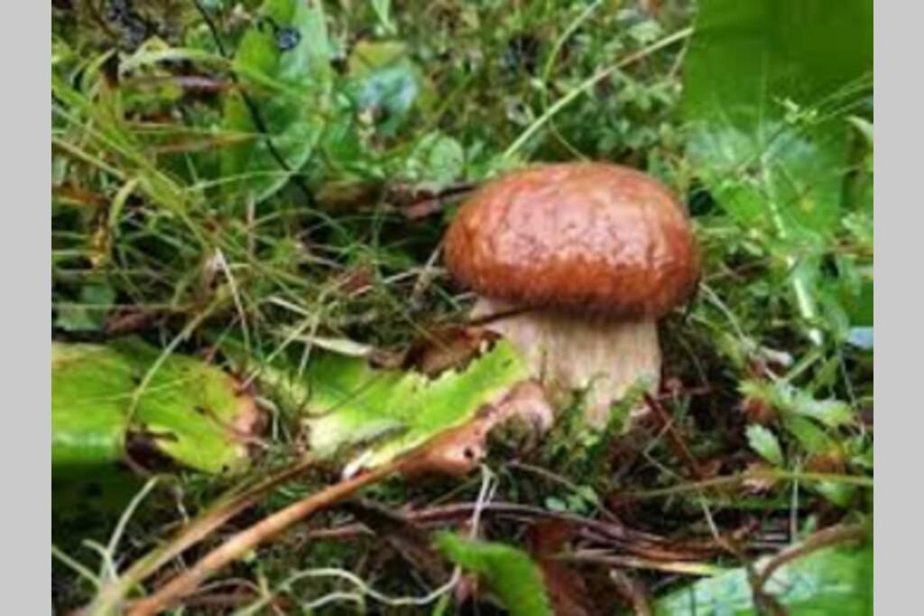 Hut At The Forest Male Brusnice Εξωτερικό φωτογραφία